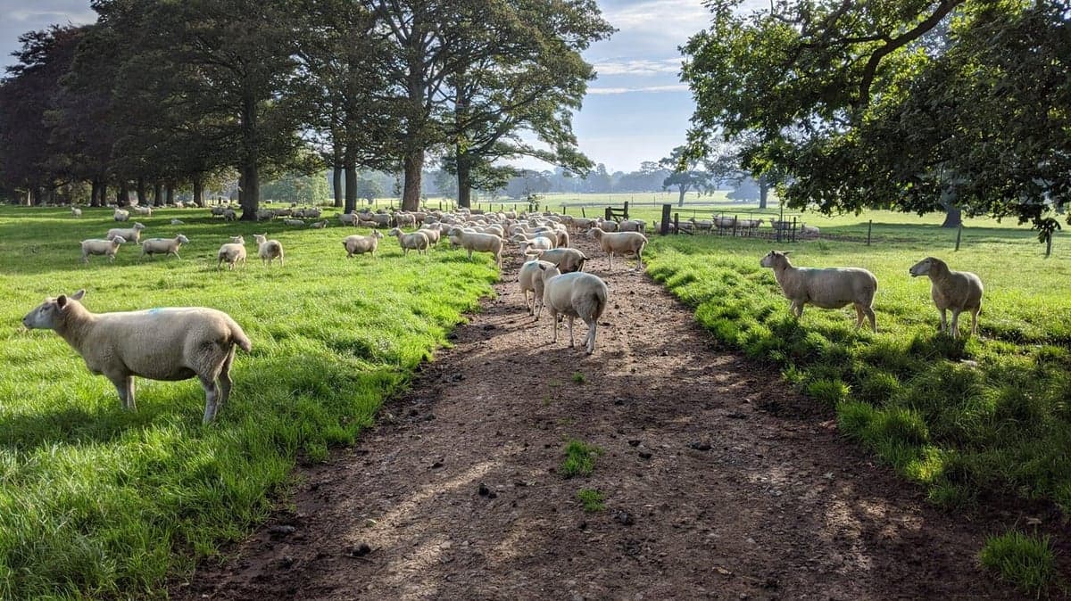 Ancient oak tree at Baldersby Park