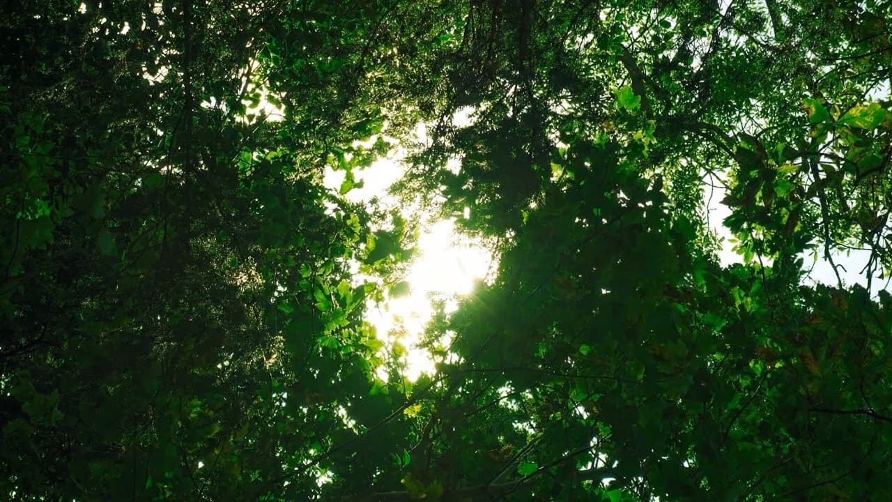 Tree canopy at Baldersby Park